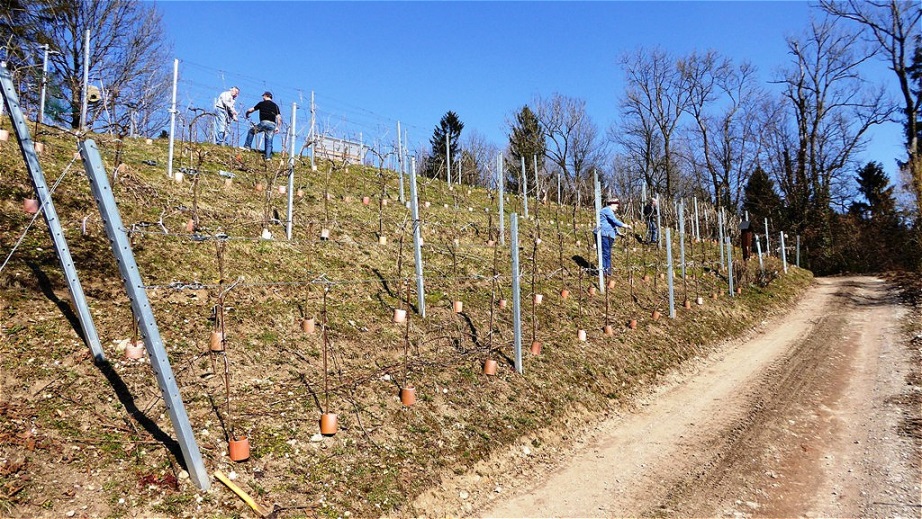  Südseite des Weingartens