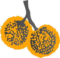 Citrus slice icon