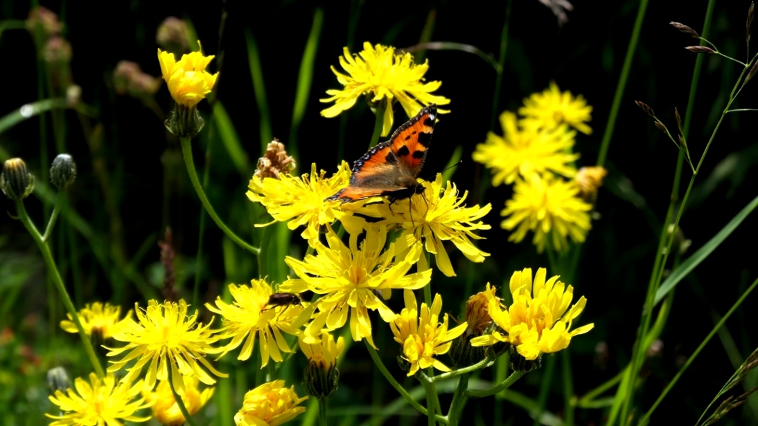 Nektartrinkender Kleiner Fuchs