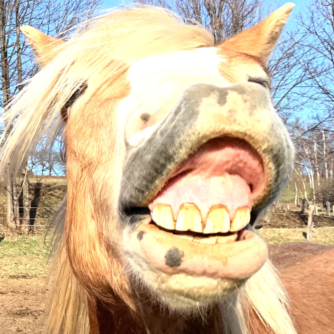 https://0501.nccdn.net/4_2/000/000/00d/f43/pferde-pic19.png