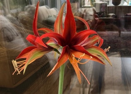 6. Hippeastrum Merenque