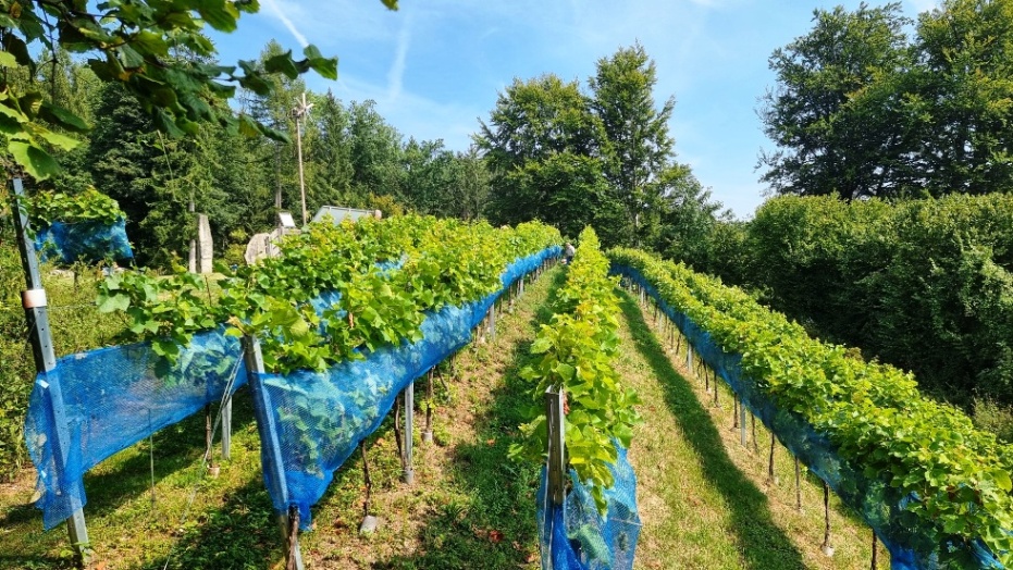 Weingarten auf dem Friedburger Schlossberg - Südhang