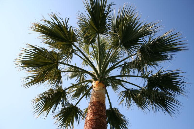 Vue rapprochée du palmier élagué