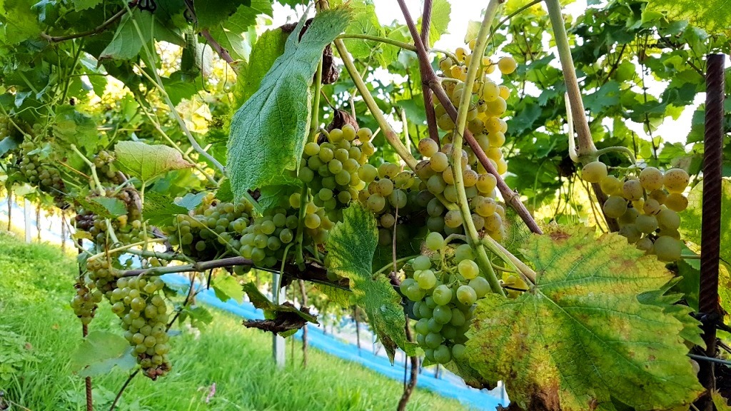 Reife Solaris-Trauben