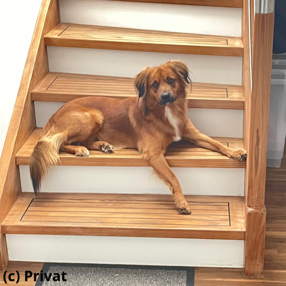 Arbeitsbegleit- und Familienhund "Aristo"