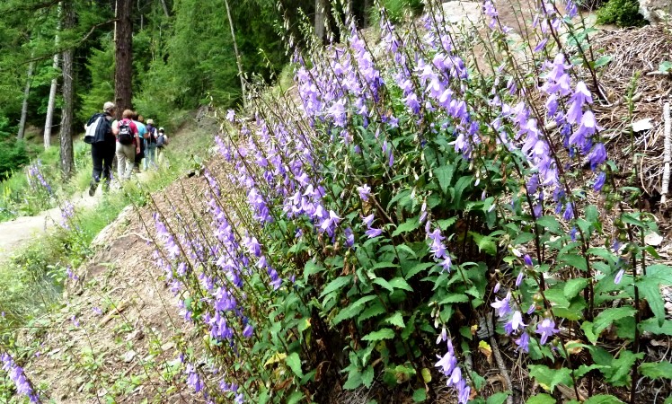 Abwärts auf der anderen Hangseite - den Leitenwaal entlang