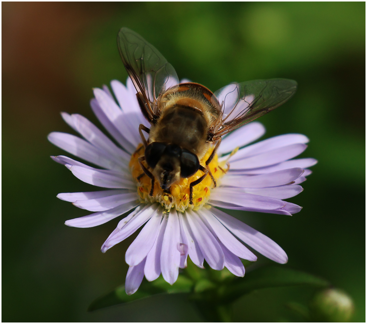 Highly Commended: Pollinator (Ray Dulai)