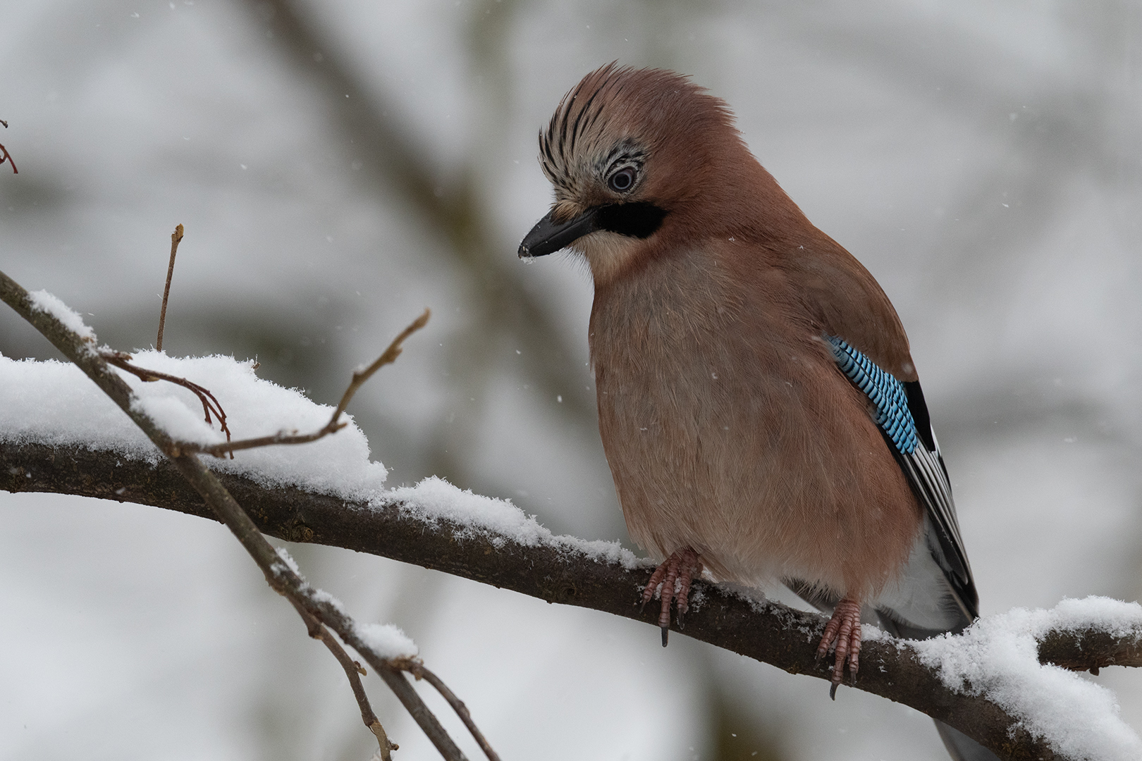 Commended: Jay in the Snow (Michael Bull)