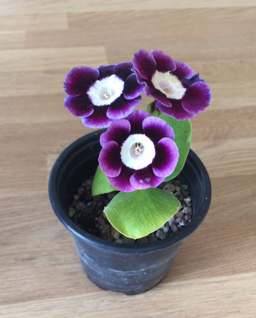 Geraldine -This  Auricula originally came from Catriona and has been grown on.