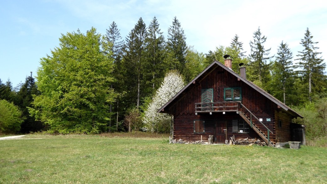 Junges Laub und Baumblüte