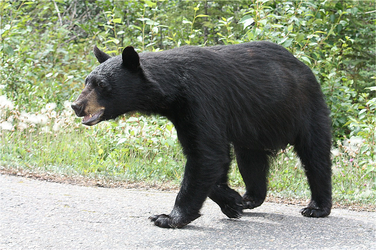 Ein Schwarzbär überquert die Straße
