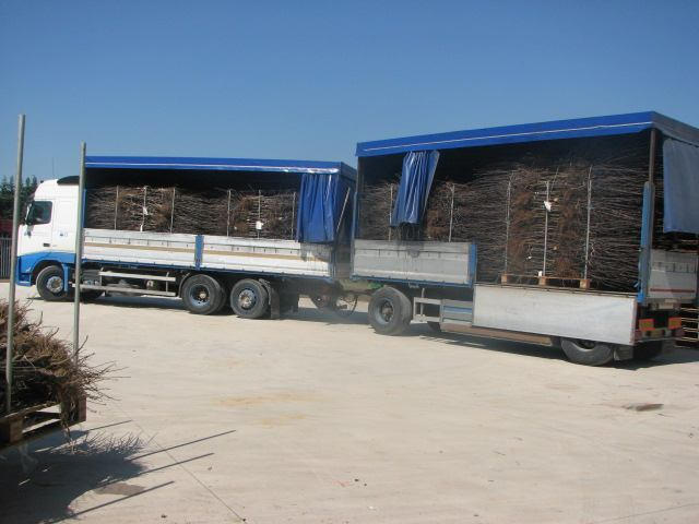 Sadike so naložene, čakajo na prevoz.