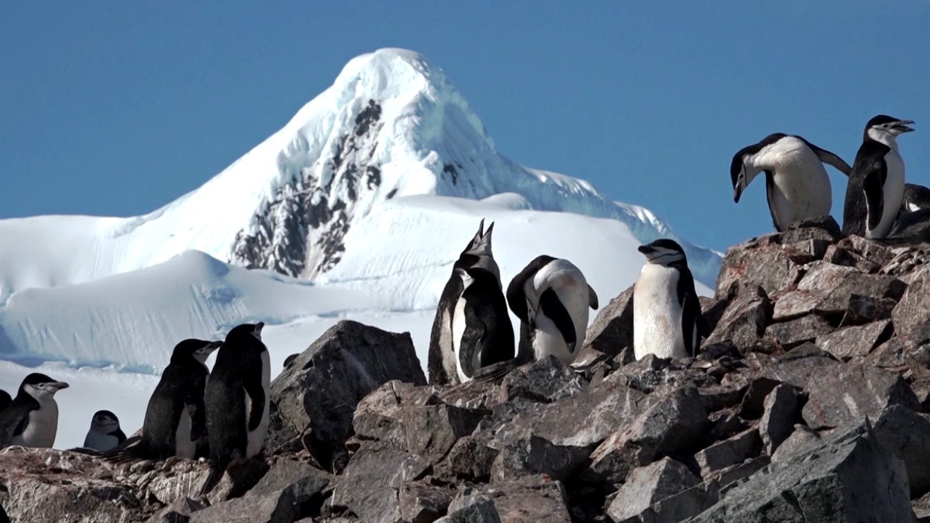 Die Pinguine brüten auf den schneefreien Felsen