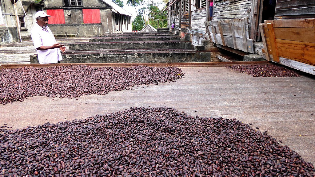 Auf einer Kakaofarm - Kakaobohnen trocknen in der Sonne