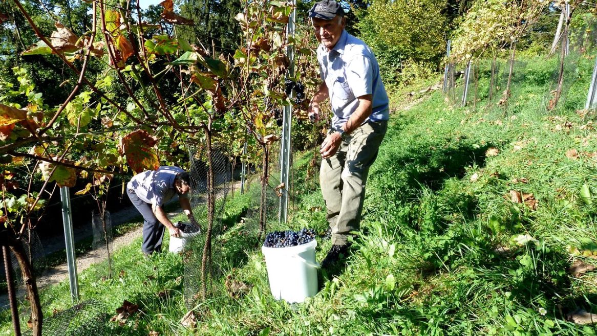 Die Eimer füllen sich