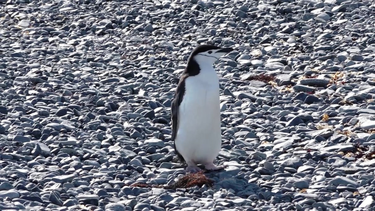 Neugieriger Zügelpinguin am Strand