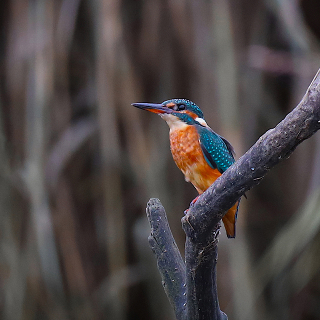 Highly Commended: A Splash of Colour (Bill Roberts)