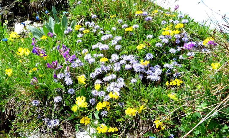 Bunte Alpenblumenmischung