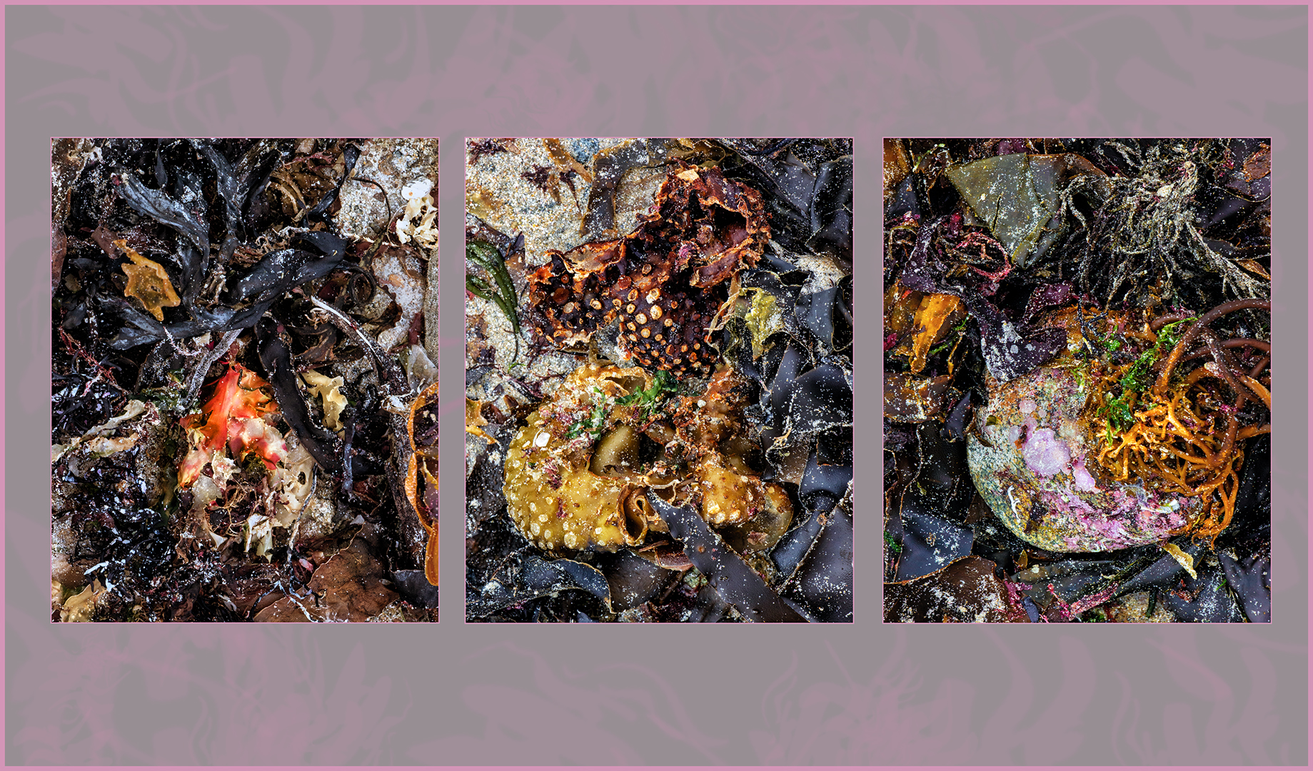 Commended: Fruits of the Sea (Delia Kingsbury)