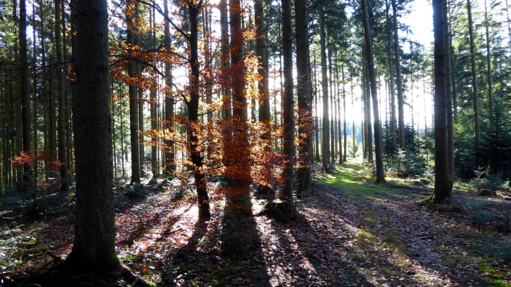 Spaziergang durch den Herbstwald