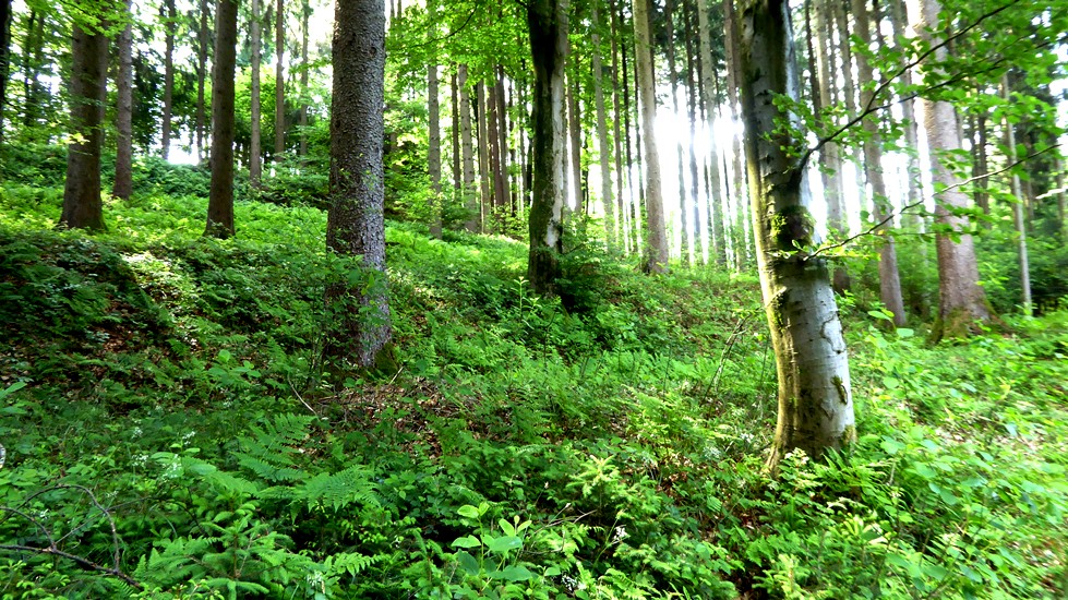 Blickrichtung Westen