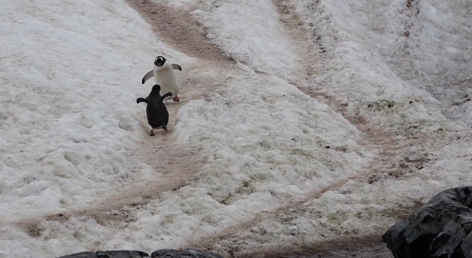 Gegenverkehr auf dem Pinguin-Highway !