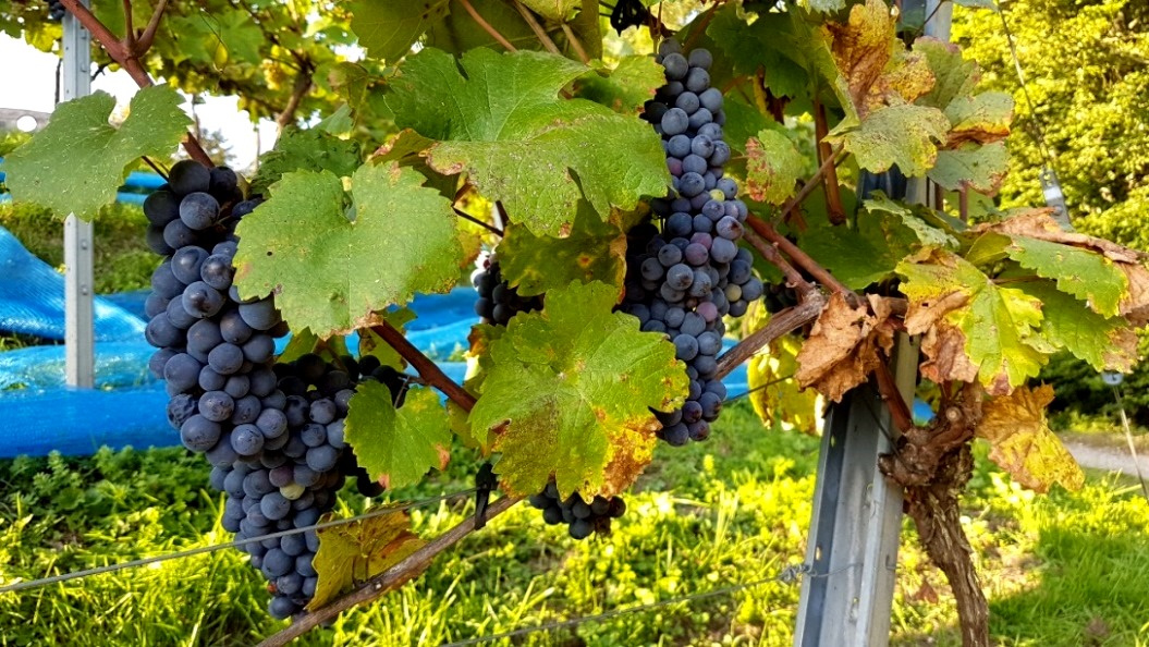 Reifer "Blauer Zweigelt"