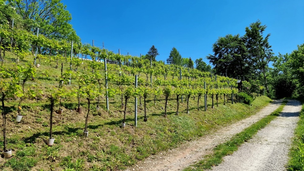 Weingarten -  Südhang.