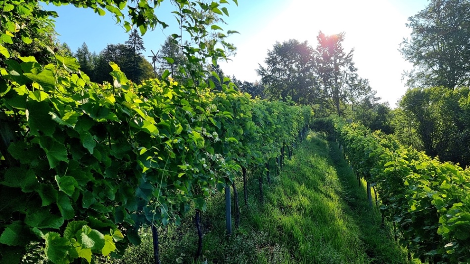 Zuerst muss das Gras gemäht werden.