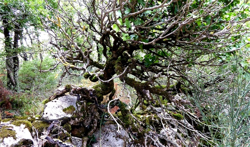 Leben auf Felsenuntergrund !