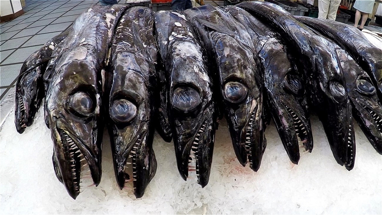 "Grimmige Gesellen" ! Der schwarze Degenfisch ist eine Delikatesse aus der Tiefsee Madeiras !