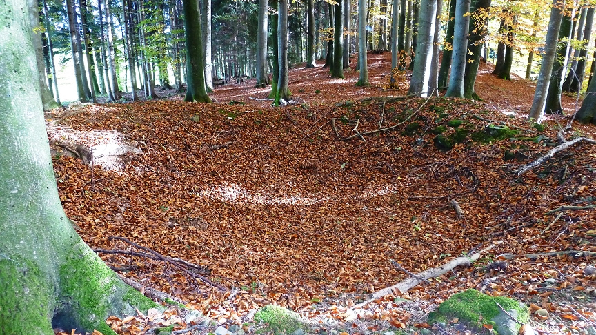 Grabungsstelle im Buchenwald