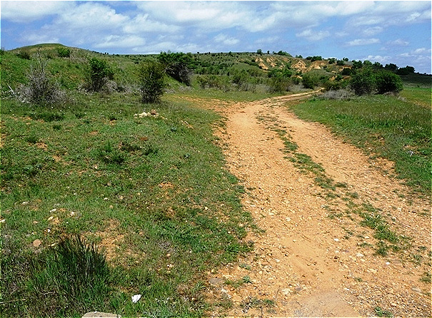 Buschbewachsenes Brachland
