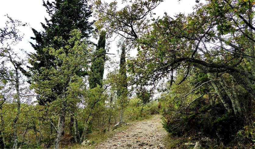 Abstieg durch dichte Vegetation