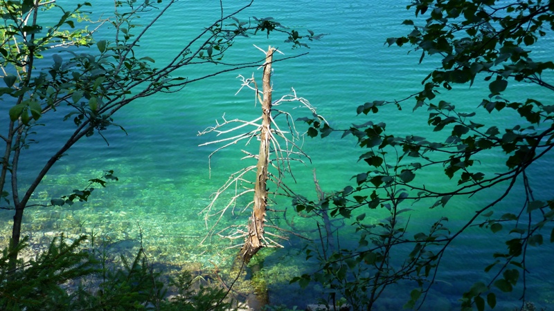 Toter Baum im smaragdgrünen Wasser