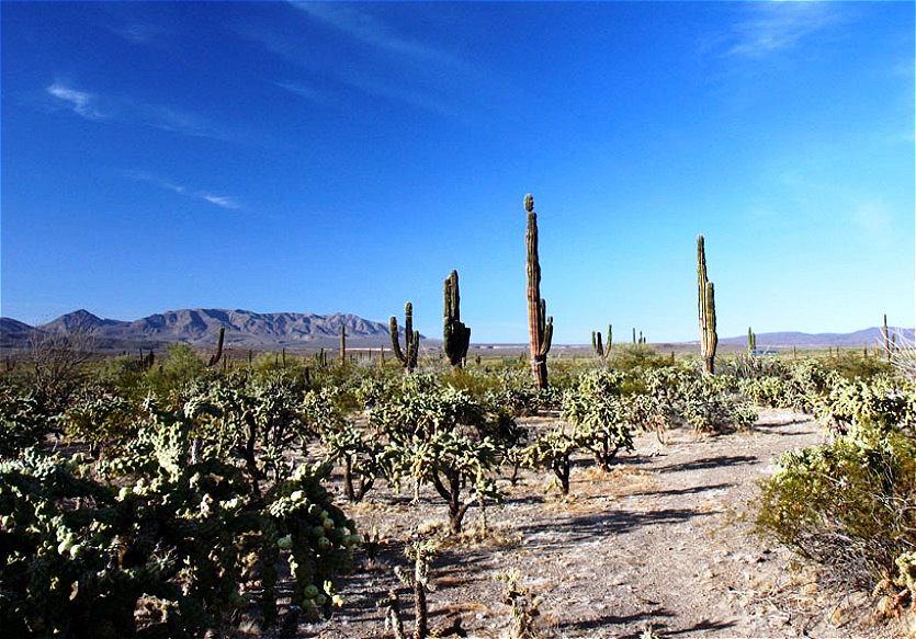 Typische Landschaft der Baja California
Klimatisch handelt es sich um eine der niederschlagsärmsten Regionen der Welt.