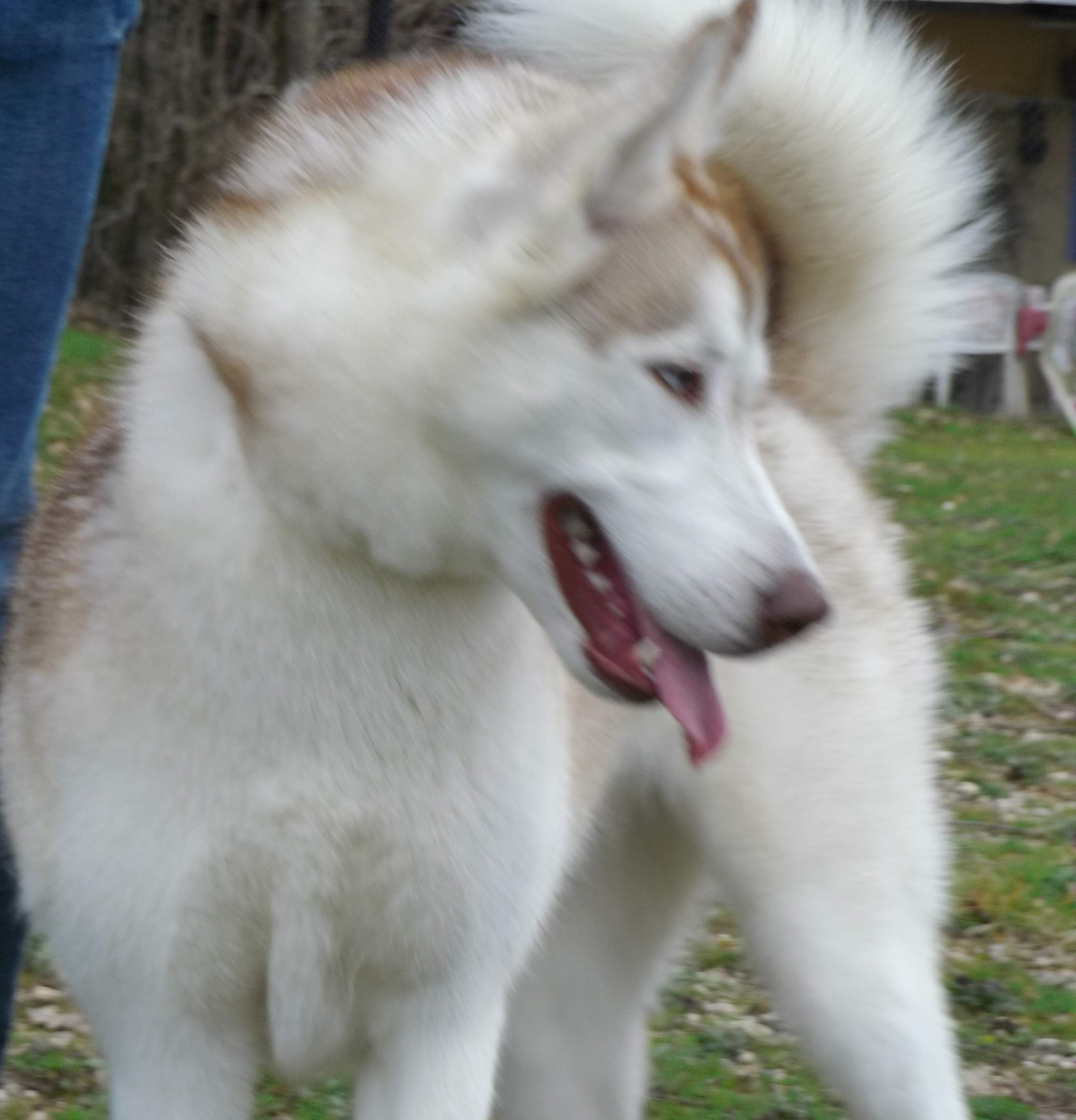 Laïka