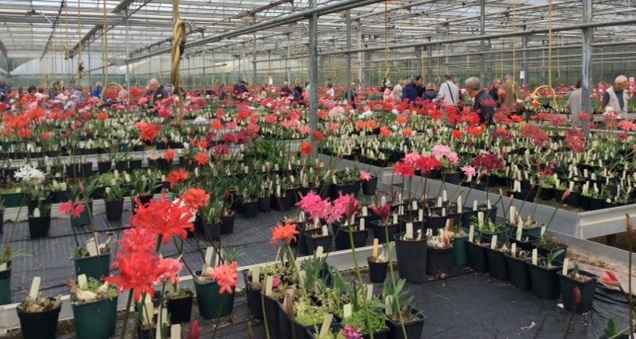 Visitors enjoying the opportunity to browse amongst the hundreds of stunning blooms.