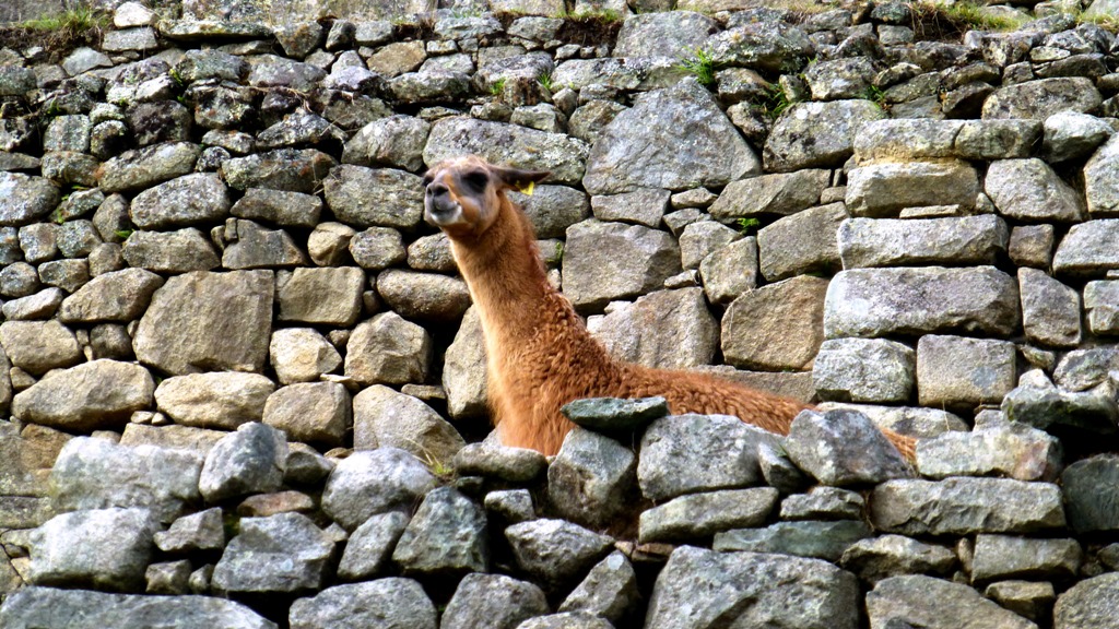Ein wildes Lama begrüßt uns