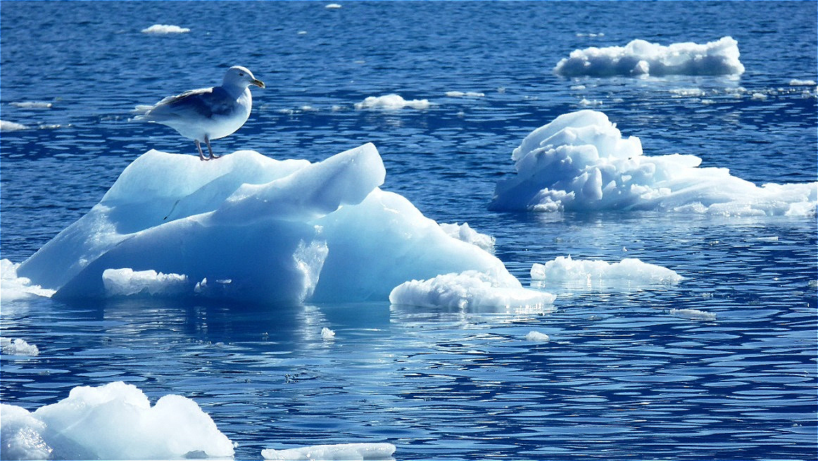 Treibende Eisschollen