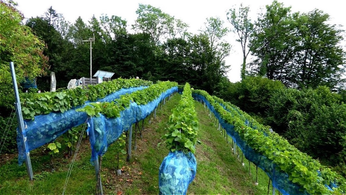 Unter den Schutznetzen reifen die Trauben heran