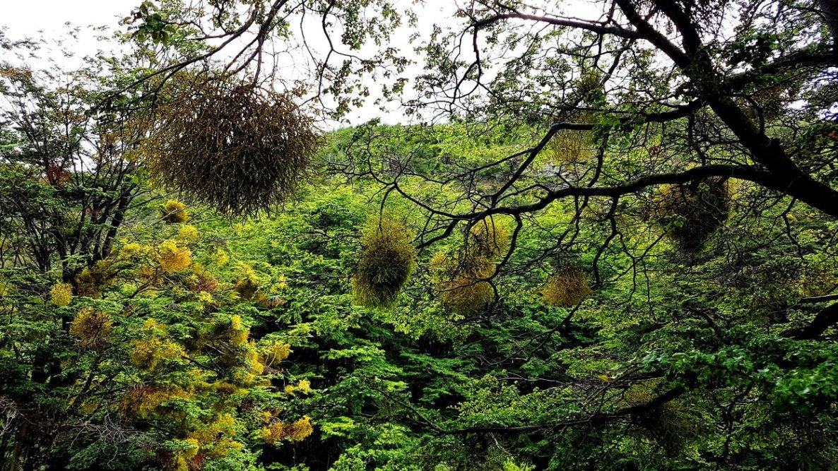 "Chinesische Lampions"