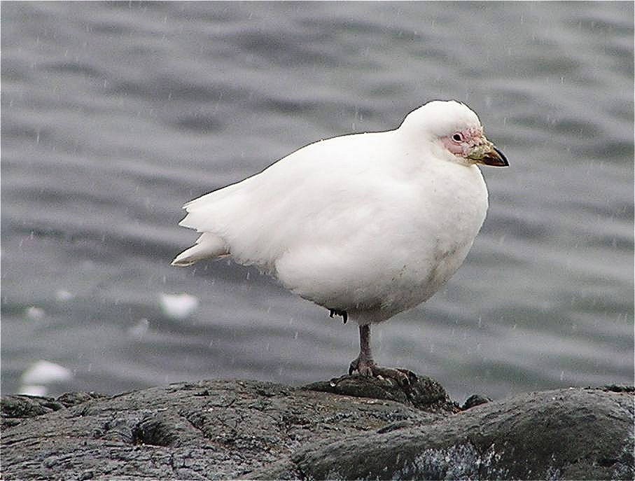 Weißgesicht Scheidenschnabel - antarktischer Müllbeseitiger