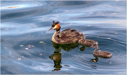 3 Chicks and Mum (Gaynor Ormerod)