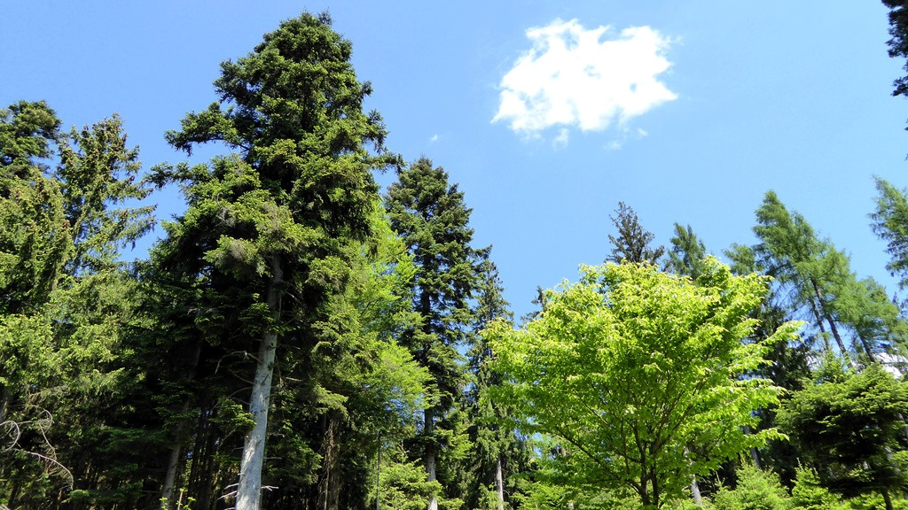 Variationen in Grün !