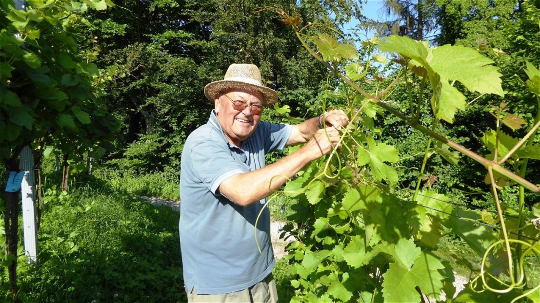 Franz fädelt die Triebe ein...