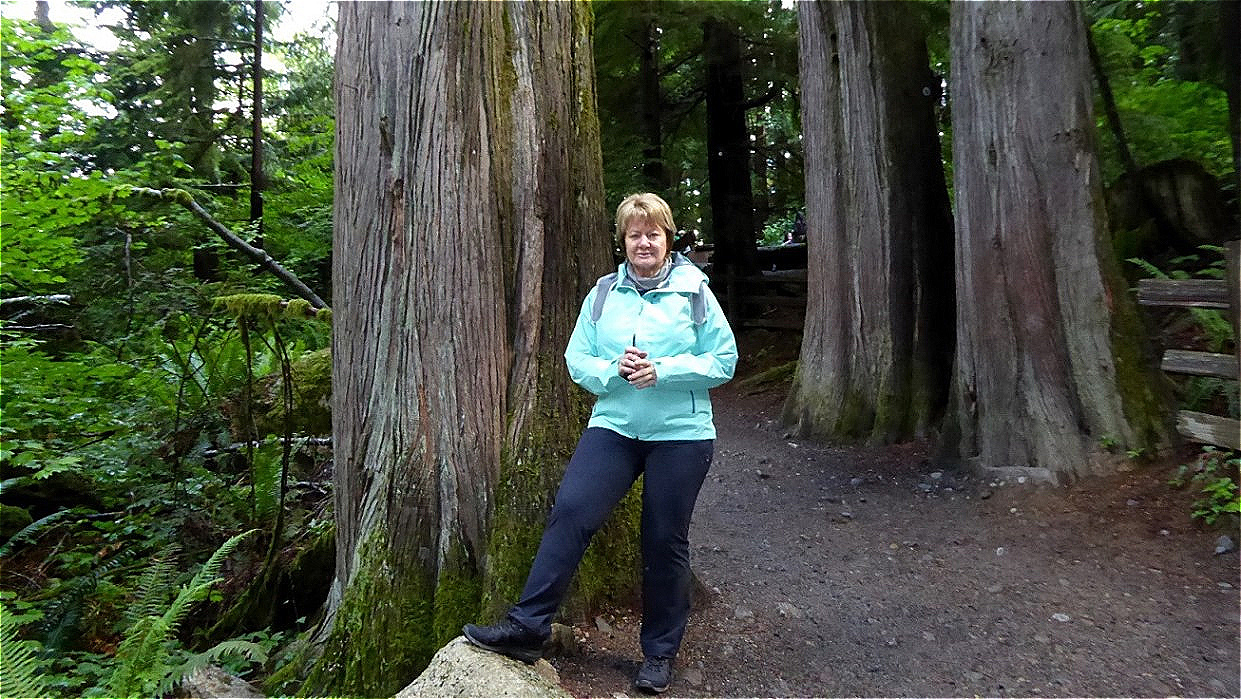 Zwischen den Baumriesen