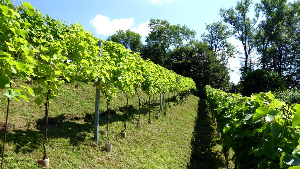 Gepflegter Weingarten !