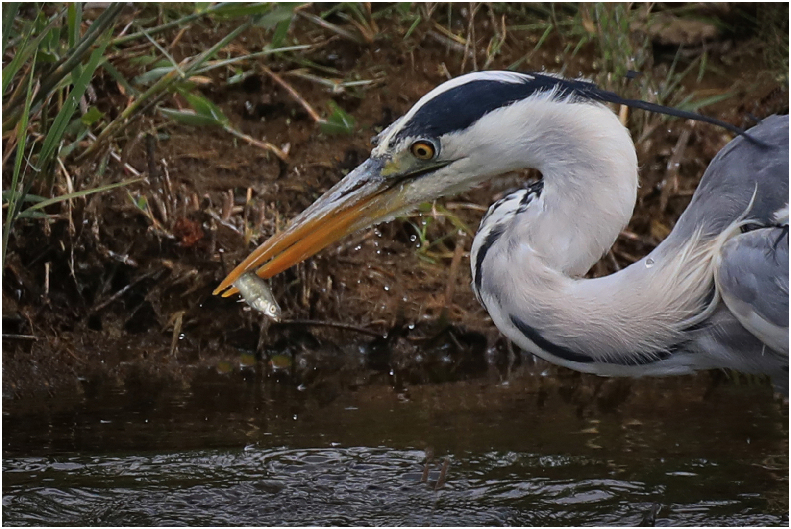 1st Place: For Starters (Bill Roberts)