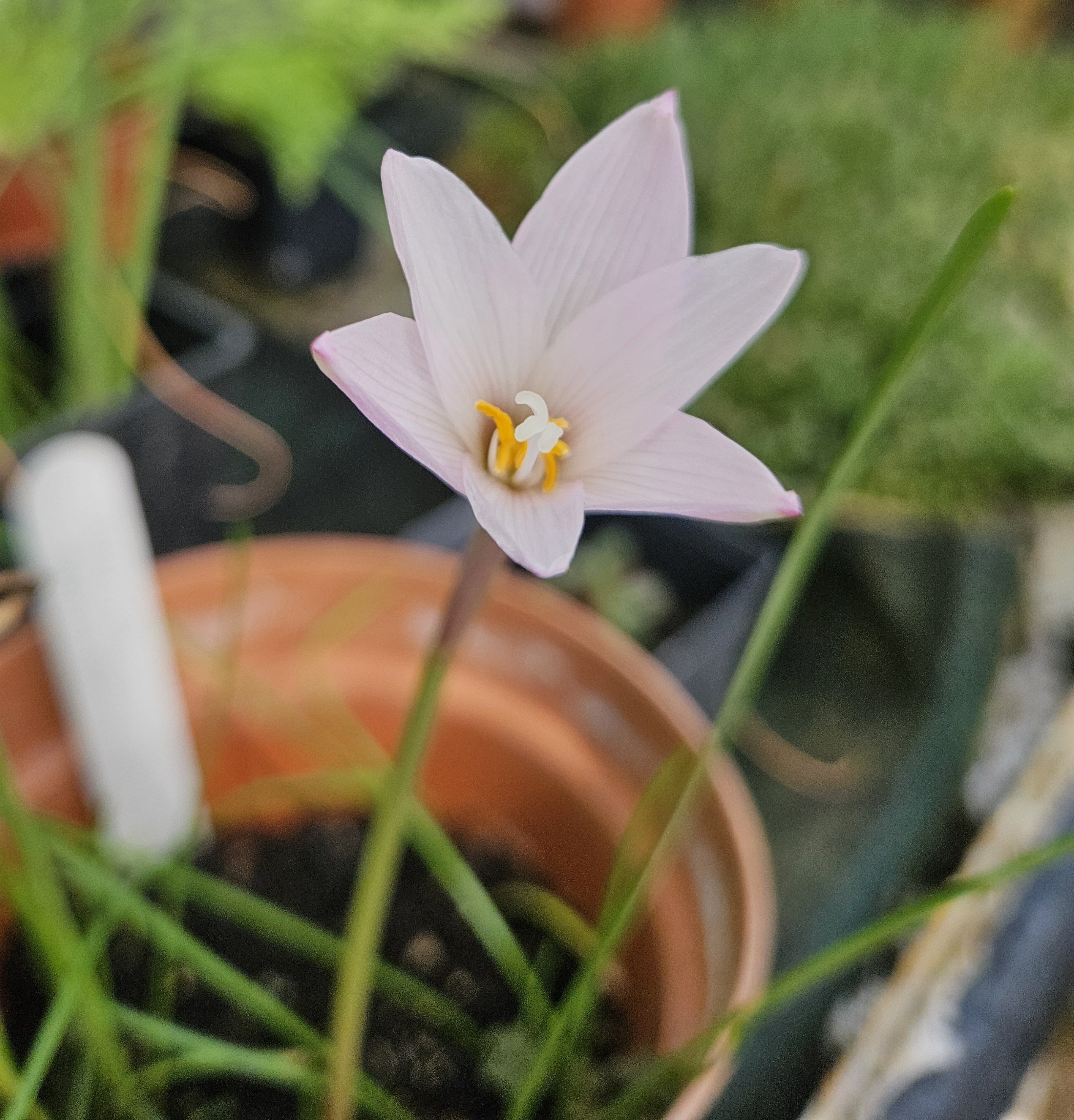 Habranthus Martinesii